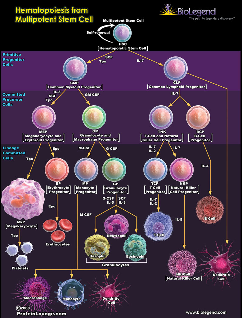 Hematopoiesis from Multipotent Stem Cell